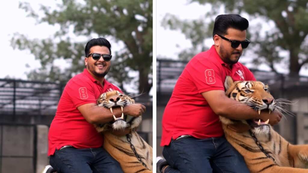 Watch: Pakistani digital creator inserts his hand in tiger's mouth, gets slammed by netizens