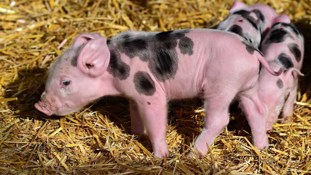 Chinese influencer consumes pig feed to save money. Here's what happens next