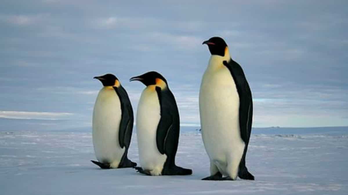 Emperor penguin takes epic trip, swims over 3,500 km from Antarctica to Australia