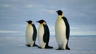 Emperor penguin takes epic trip, swims over 3,500 km from Antarctica to Australia