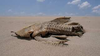 2024 on track to be hottest year in history, says EU climate monitor ahead of COP29