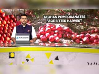 Afghan Pomegranate Exports Drop as Pakistan Increases Tariffs