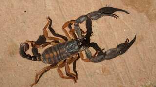 Brazil under attack from growing number of scorpions