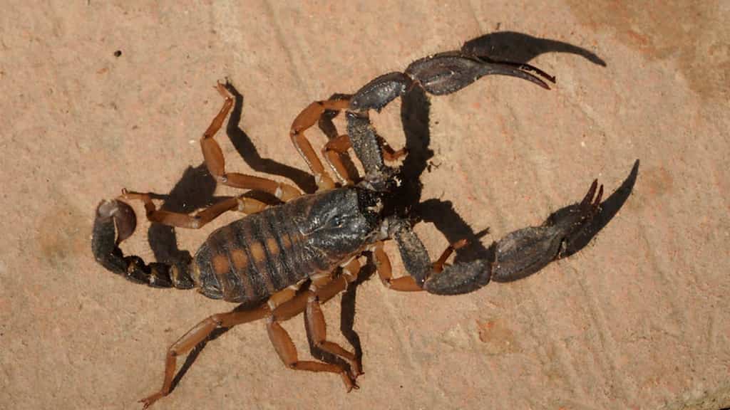 Brazil under attack from growing number of scorpions