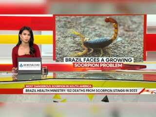 Most Dangerous Scorpion in South America | GRAVITAS