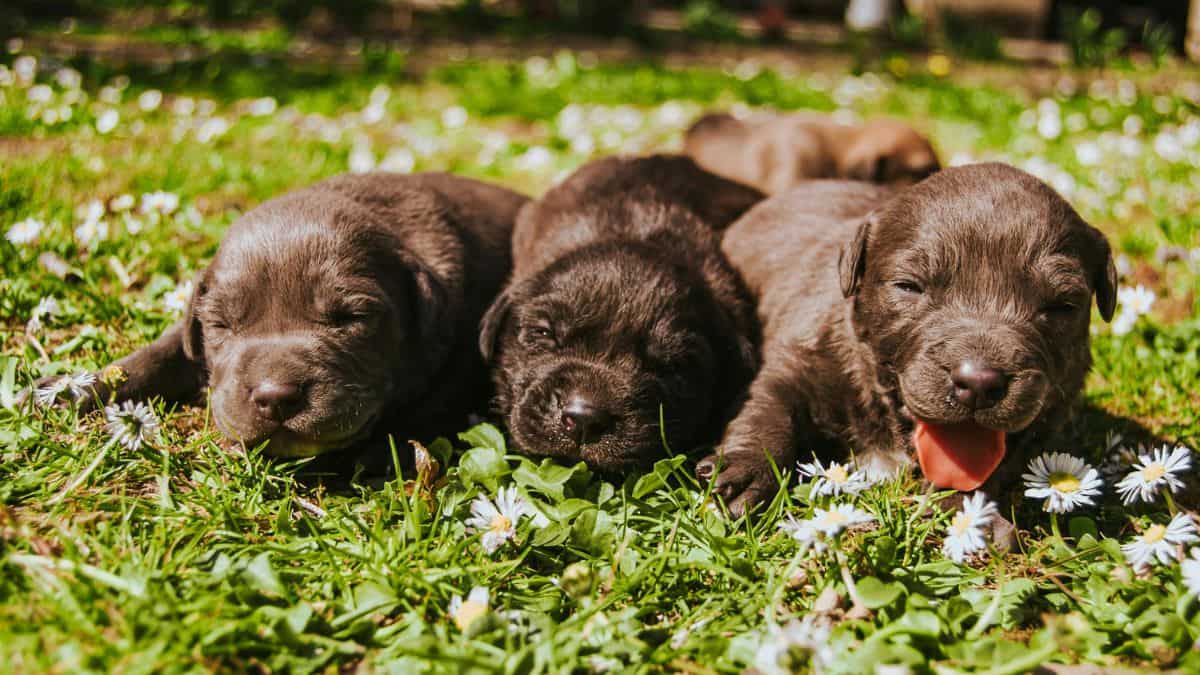India: Two Meerut women booked for burning puppies alive for disturbing their sleep