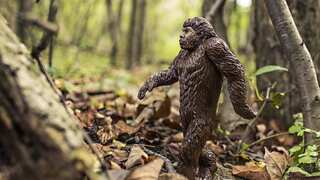 Bigfoot sighting reported in Connecticut, resident hears hairy giant ‘screaming,’ ‘whooping’