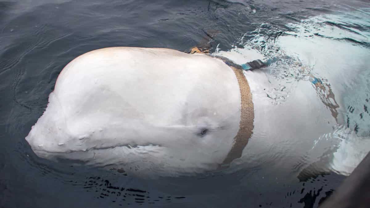 Russian spy whale lost life while guarding ‘Kremlin property’ in Arctic: Report