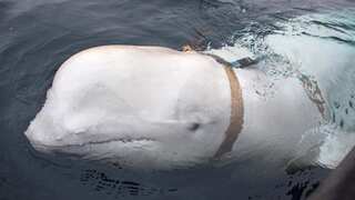 Russian spy whale lost life while guarding ‘Kremlin property’ in Arctic: Report