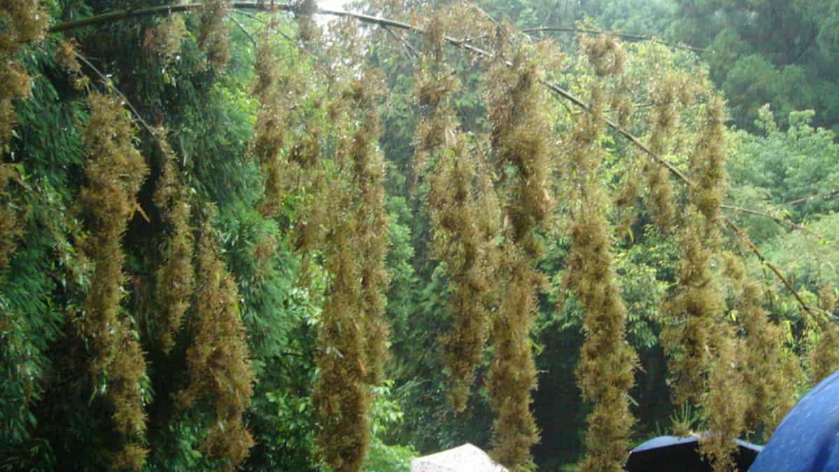 THIS flower blooms every 50 years and triggers famine in one Indian state