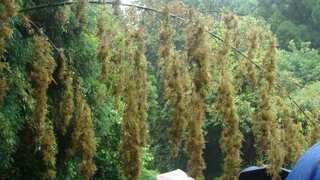 THIS flower blooms every 50 years and triggers famine in one Indian state