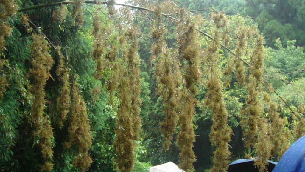 THIS flower blooms every 50 years and triggers famine in one Indian state