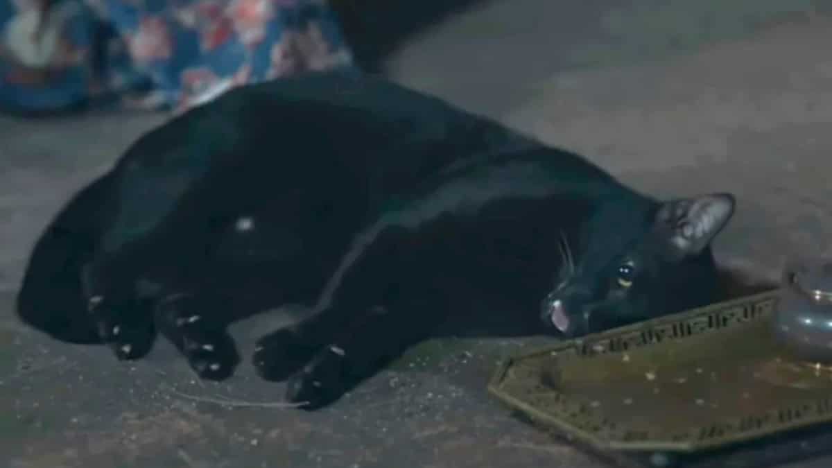 Thai TV show makers accused of abusing cat seen writhing in pain in a scene