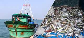 Sri Lankan Navy's arrest of Indian fishers in 2024 is the highest in seven years