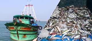 Sri Lankan Navy's arrest of Indian fishers in 2024 is the highest in seven years