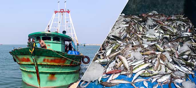 Sri Lankan Navy's arrest of Indian fishers in 2024 is the highest in seven years