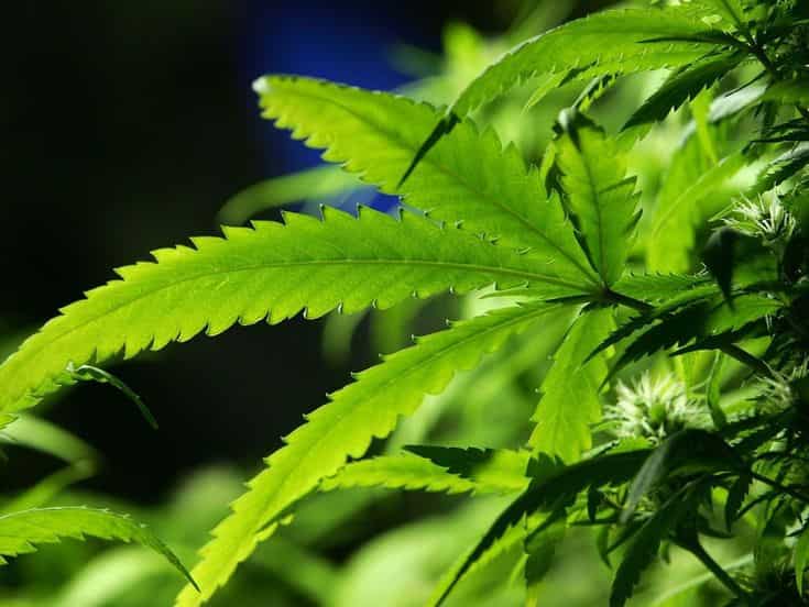 India: Man arrested for cultivating cannabis at home in Greater Noida, selling on dark web India: Man arrested for cultivating cannabis at home in Greater Noida, selling on dark web