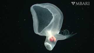 Glowing 'mystery sea slug' that detaches part of its body stuns scientists