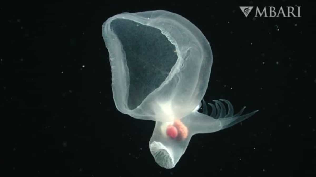 Glowing 'mystery sea slug' that detaches part of its body stuns ...