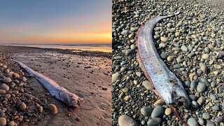 A second 'doomsday fish' appears in California; third global sighting this year