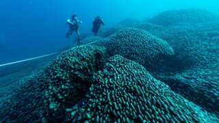 World's largest coral is 16 feet high, 300 years old, but has only just been found