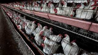 Canadian teen, first human case of bird flu in country, battling for life