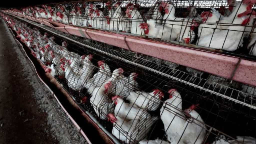 Canadian teen, first human case of bird flu in country, battling for life