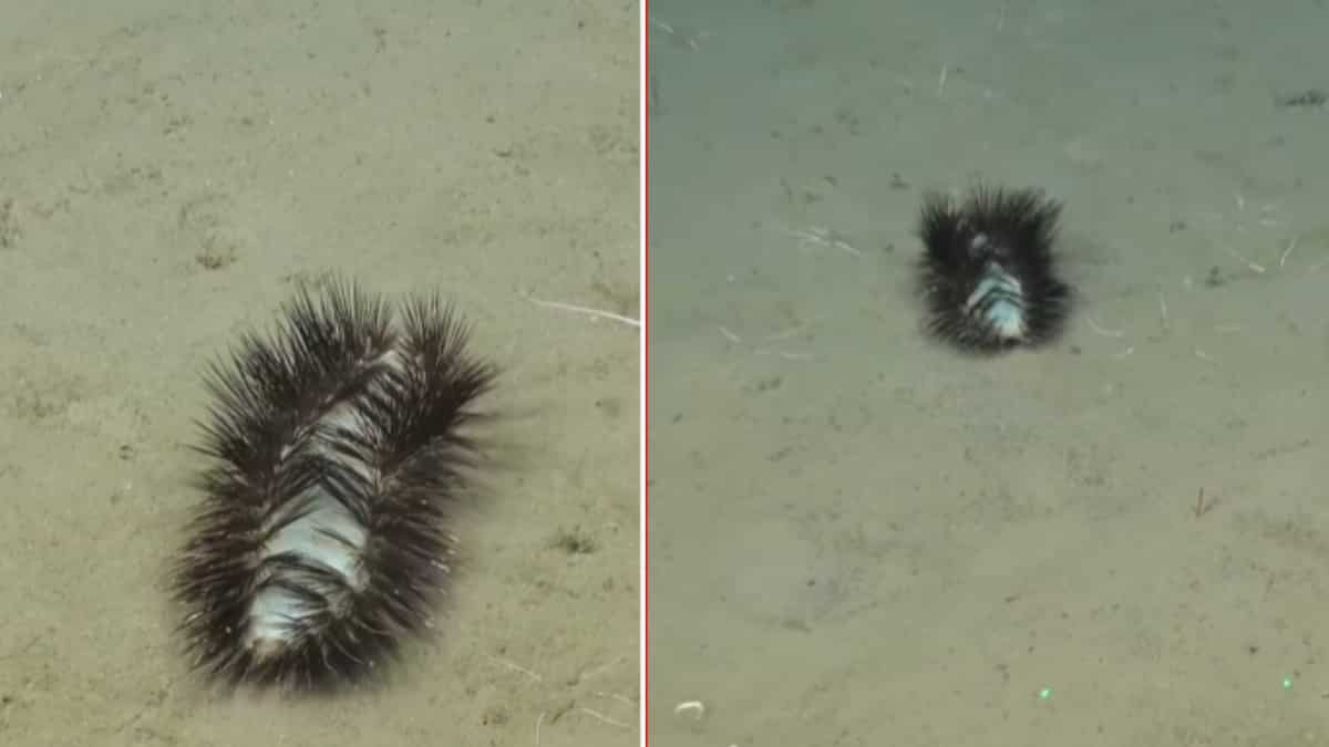 VIDEO: This 'sassy sparkler' sea bug will dazzle you with its style
