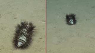 VIDEO: This 'sassy sparkler' sea bug will dazzle you with its style