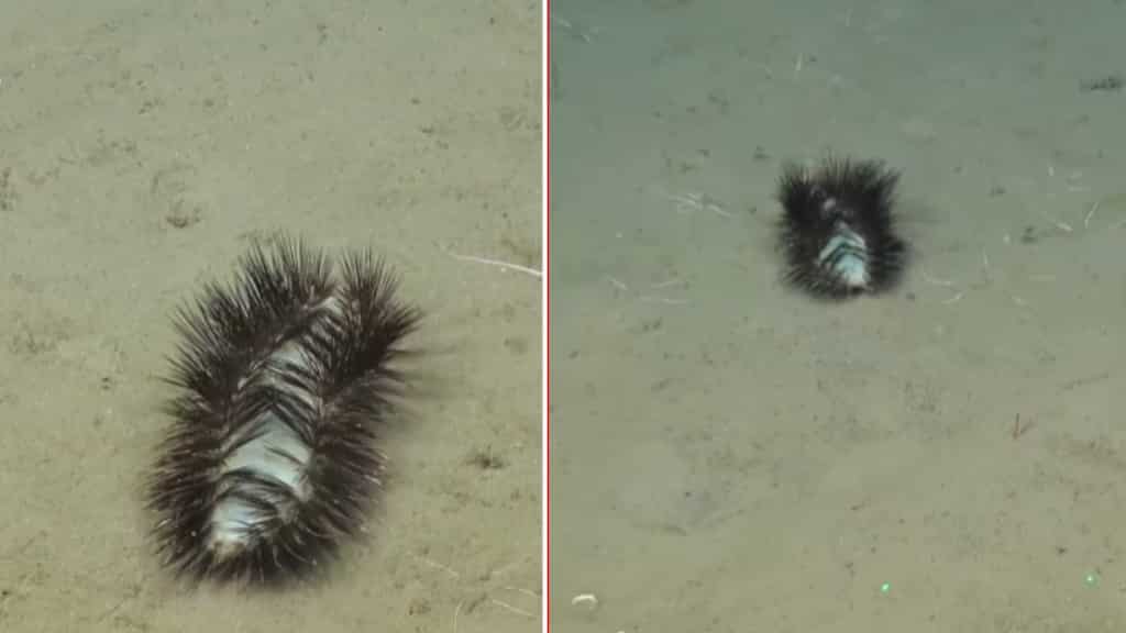 VIDEO: This 'sassy sparkler' sea bug will dazzle you with its style
