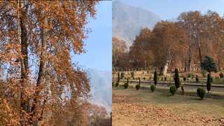 As Chinar trees turn red in autumn, thousands of tourist arrive to witness the fall in Kashmir