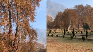 As Chinar trees turn red in autumn, thousands of tourist arrive to witness the fall in Kashmir