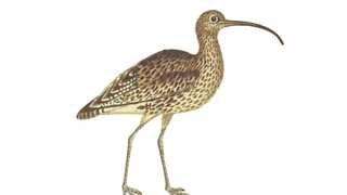 Bird last seen nearly 30 years back has now been declared extinct