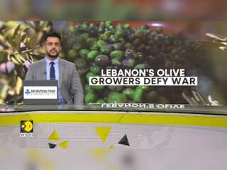South Lebanon’s Olive Growers Defy War, But Losses Mount |