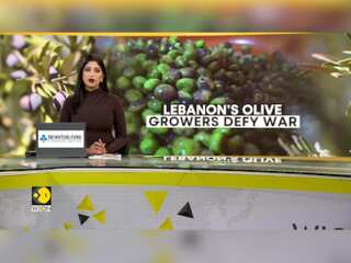 Lebanese Farmers Keep Harvesting Olives Amid Growing Conflict