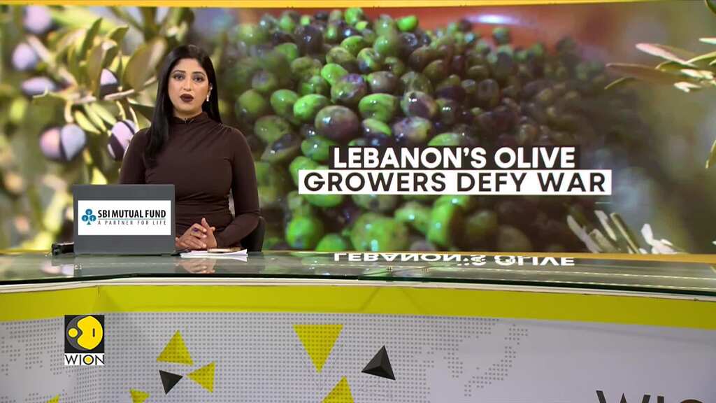 Lebanese Farmers Keep Harvesting Olives Amid Growing Conflict