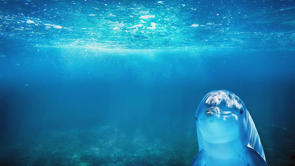 'Lonely' dolphin caught speaking to himself by scientists. Here's how