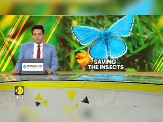 Artificial Intelligence To Reverse Mass Insect Extinction