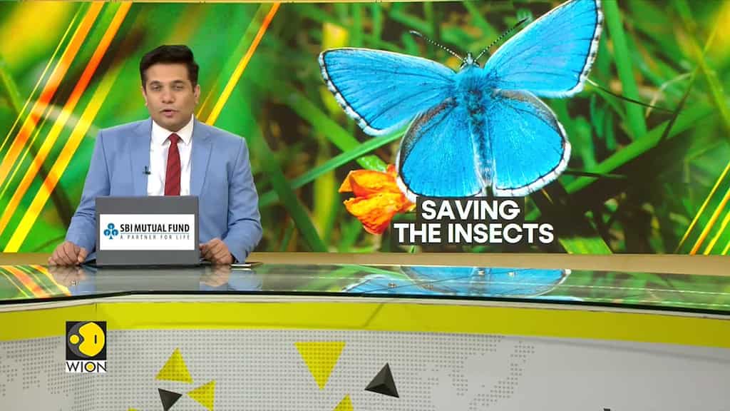 Artificial Intelligence To Reverse Mass Insect Extinction
