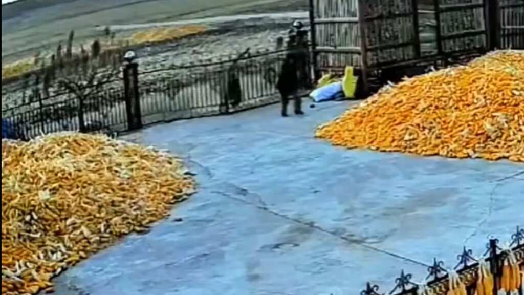 Farmer has a lucky escape after Siberian tiger rams into gate. Watch video