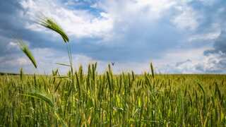 Indian Cabinet approves launch of National Mission on Natural Farming for chemical-free agriculture