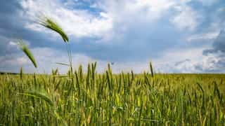Indian Cabinet approves launch of National Mission on Natural Farming for chemical-free agriculture