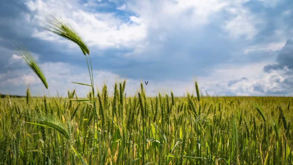 Indian Cabinet approves launch of National Mission on Natural Farming for chemical-free agriculture