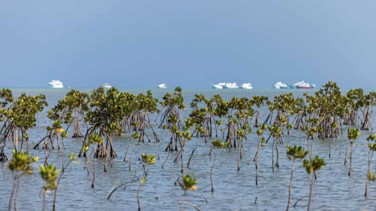 Tourist yacht capsizes in Egypt's Red Sea, 17 still missing