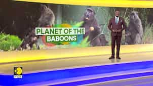 Cape Town Grapples With A Baboon Invasion