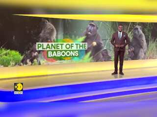 Cape Town Grapples With A Baboon Invasion