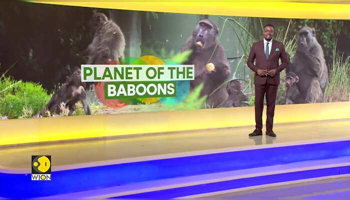 Cape Town Grapples With A Baboon Invasion