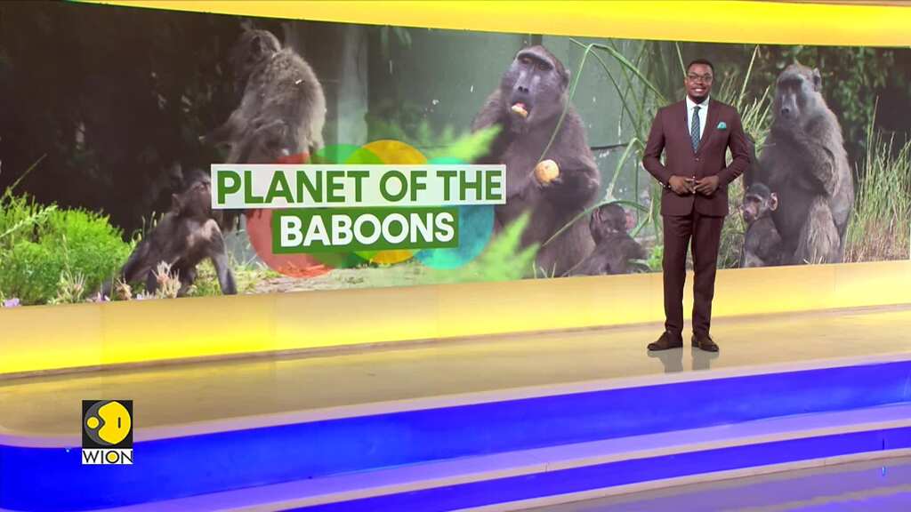 Cape Town Grapples With A Baboon Invasion