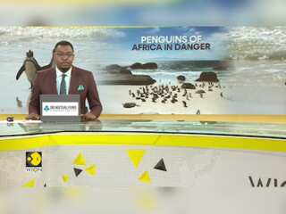Africa: Critical Food Scarcity Devastates Penguin Colonies