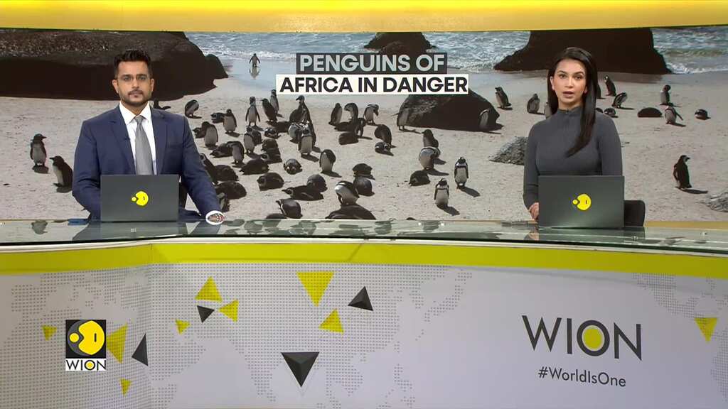 South Africa: Penguins Can Disappear From South Africa By 2035, Researchers Alarmed | World DNA
